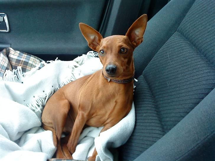 Dvaergpinscher Riki billede 3