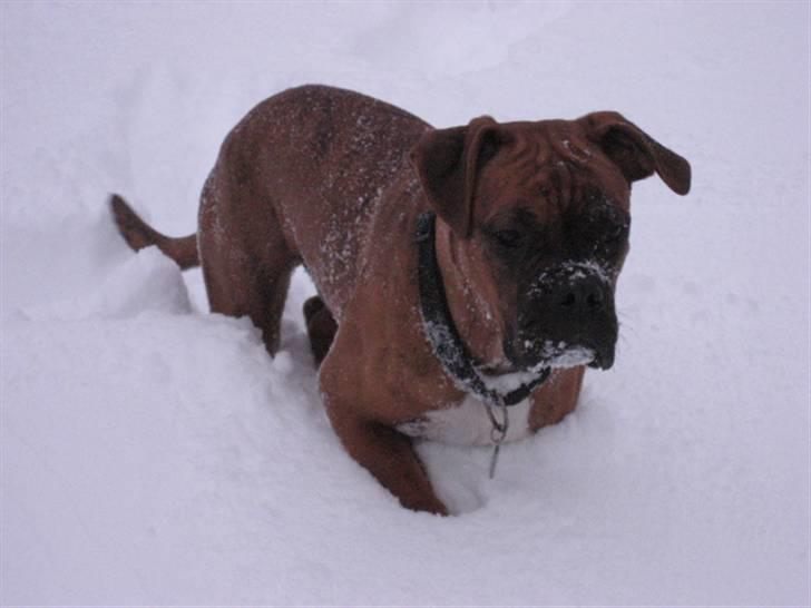 Boxer Bumle billede 13