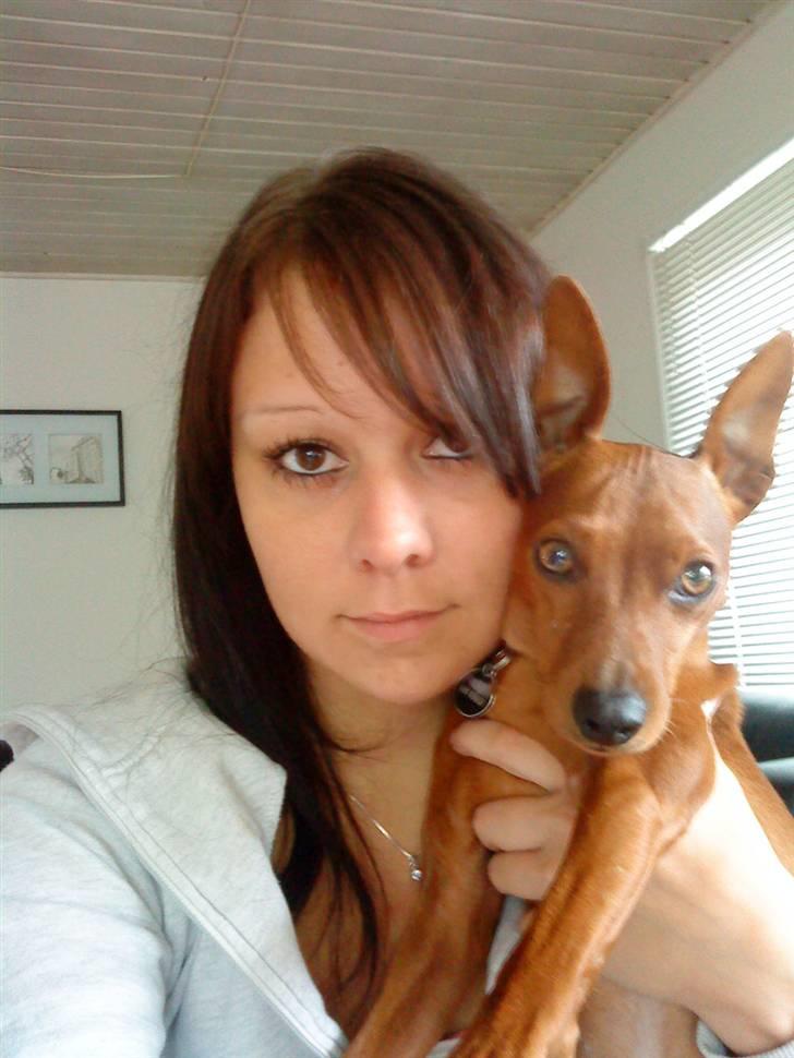 Dvaergpinscher Riki billede 4