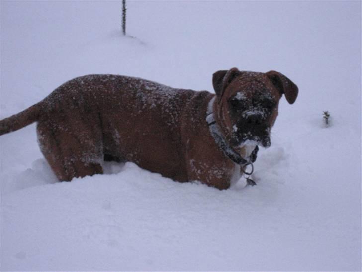 Boxer Bumle billede 14