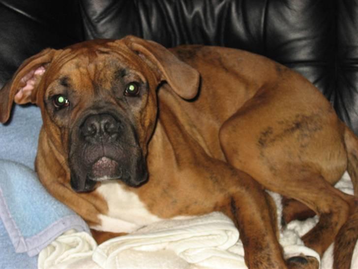 Boxer Bumle billede 15