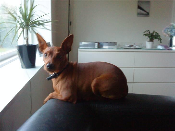 Dvaergpinscher Riki billede 5