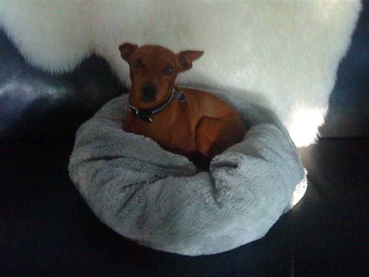 Dvaergpinscher Riki billede 6