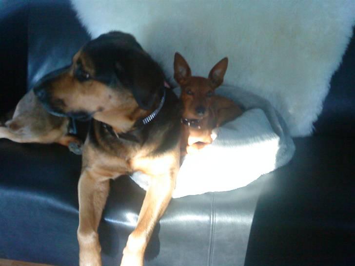 Dvaergpinscher Riki billede 7