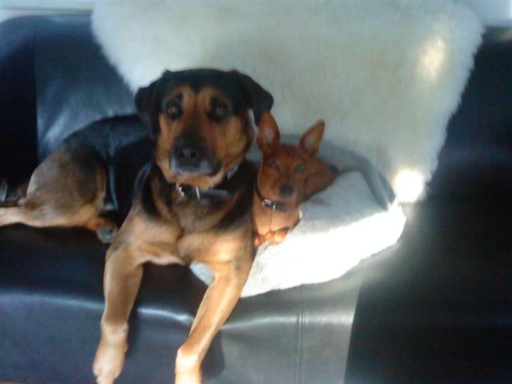 Dvaergpinscher Riki billede 8