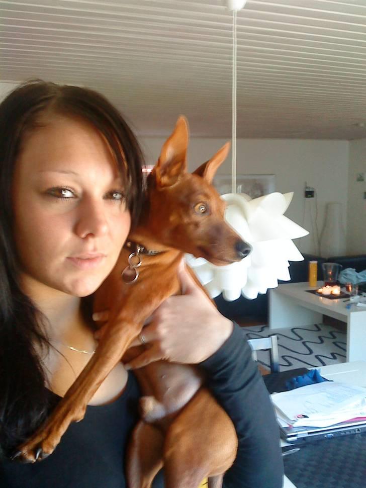 Dvaergpinscher Riki billede 9