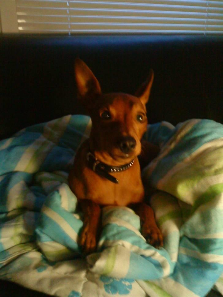 Dvaergpinscher Riki billede 10