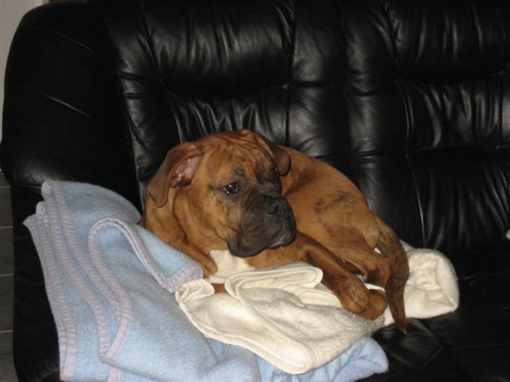 Boxer Bumle billede 16