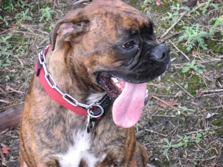 Boxer Molly billede 15