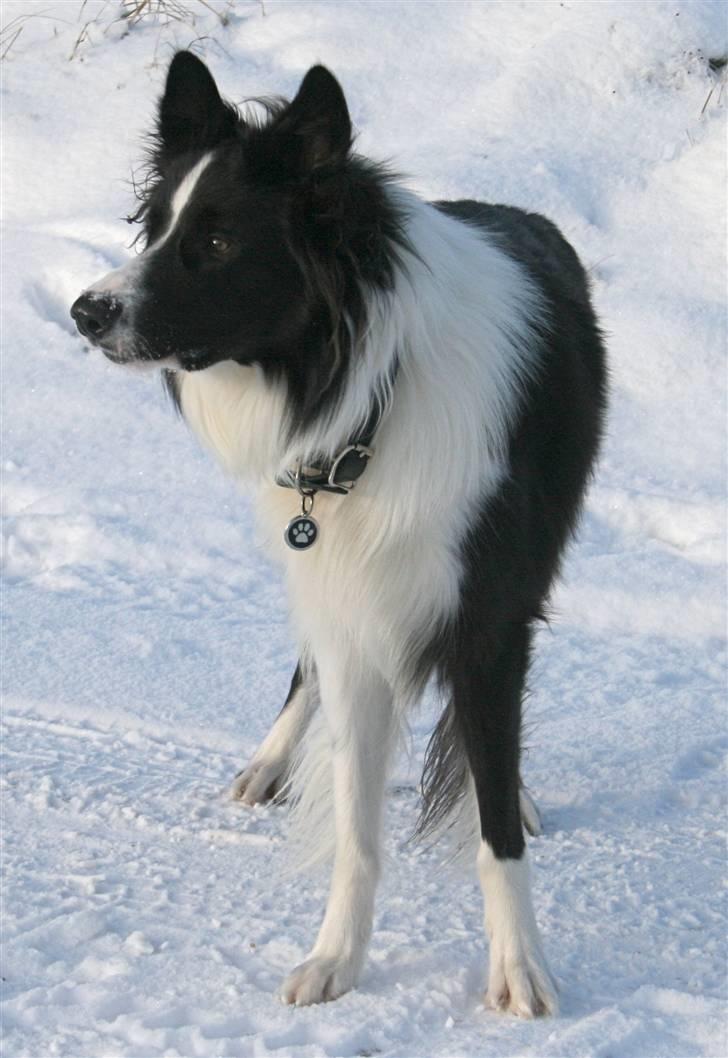 Border collie Luske (tidligere Lucca) billede 13