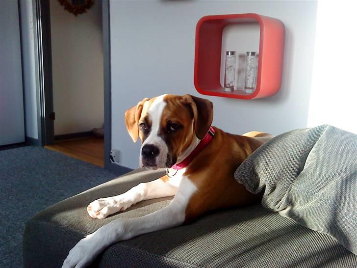 Amerikansk bulldog Bella - 3 mnd. billede 7