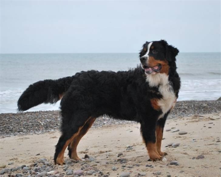 Berner sennenhund Harthin's Kashmir billede 3