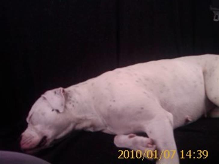 Amerikansk bulldog Kettner`s Fiona - 7. januar 2010 billede 11