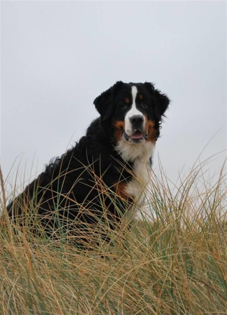 Berner sennenhund Harthin's Kashmir billede 4