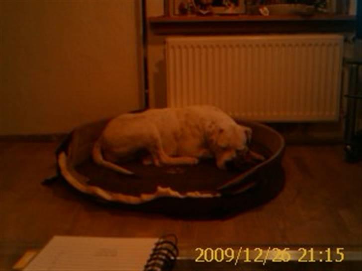 Amerikansk bulldog Kettner`s Fiona - December 09 billede 12