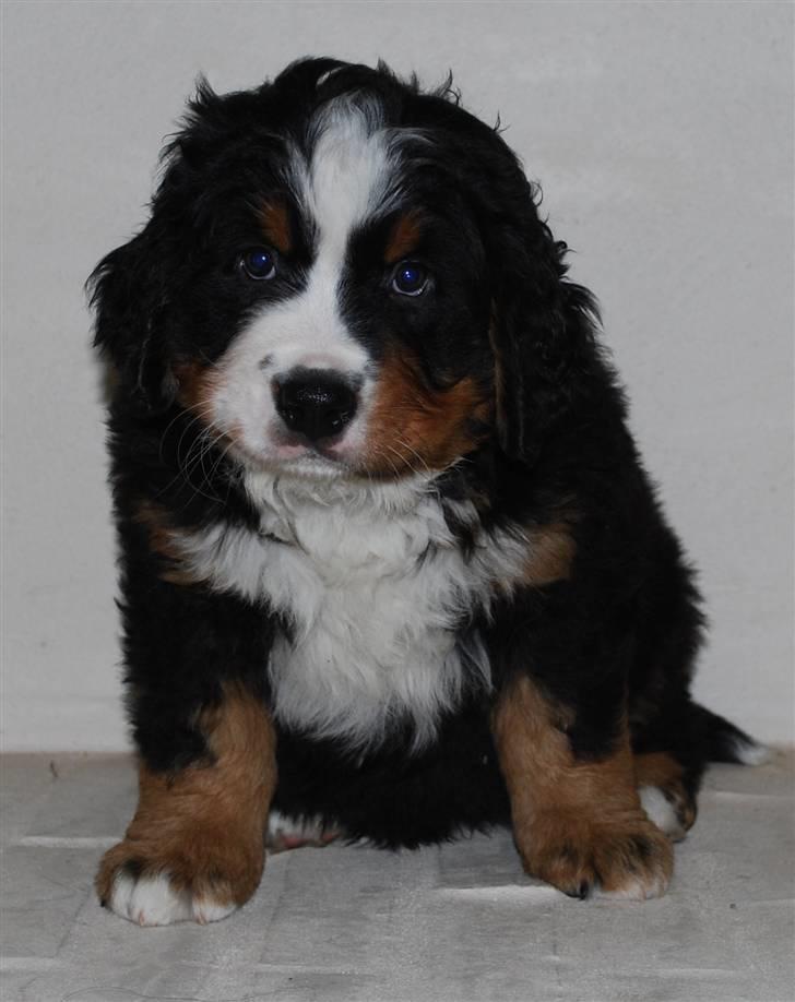 Berner sennenhund Harthin's Kashmir billede 5