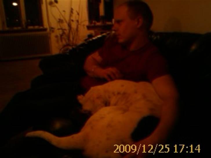 Amerikansk bulldog Kettner`s Fiona - Råhygge - december 09 billede 13