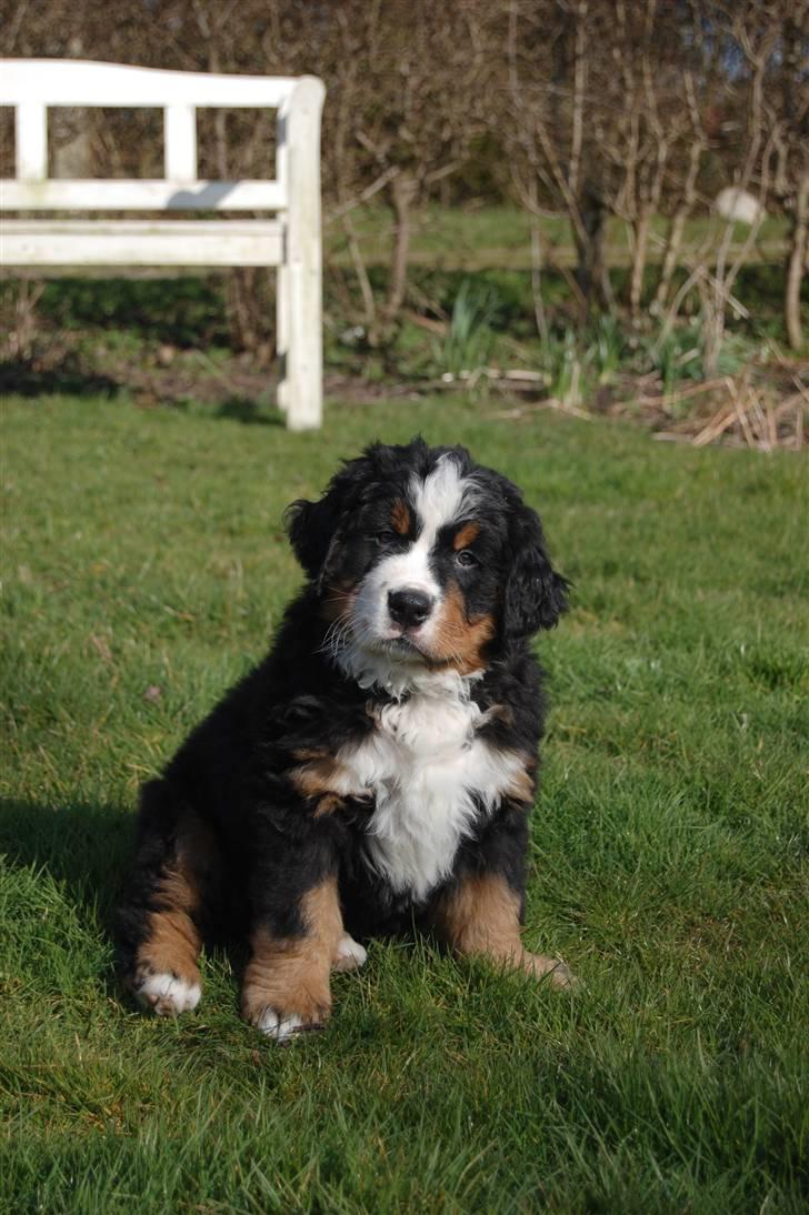 Berner sennenhund Harthin's Kashmir billede 6