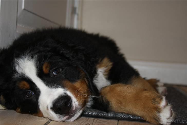 Berner sennenhund Harthin's Kashmir billede 7