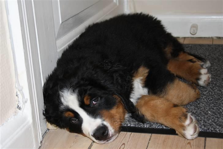 Berner sennenhund Harthin's Kashmir billede 8