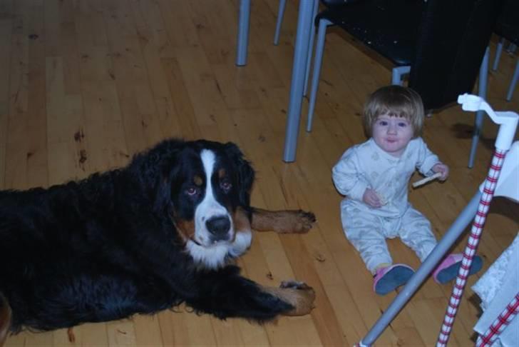 Berner sennenhund Harthin's Kashmir billede 9