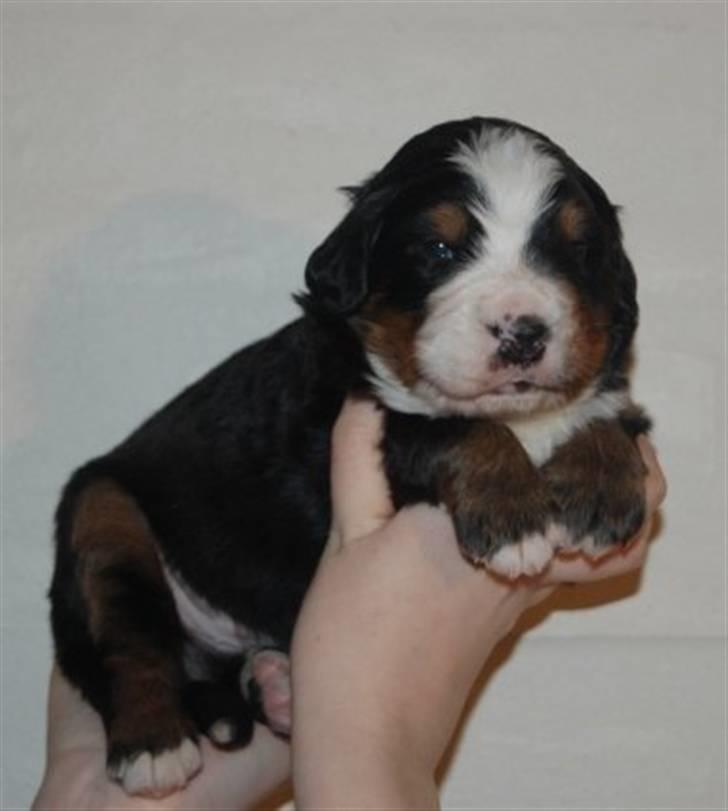 Berner sennenhund Harthin's Kashmir billede 10