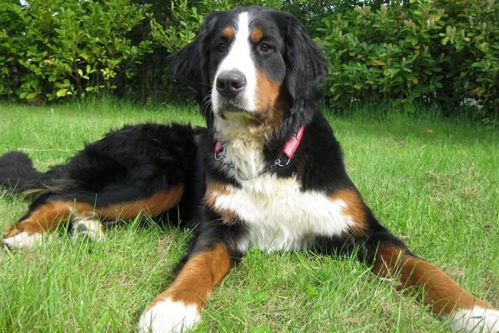 Berner sennenhund Senna billede 12