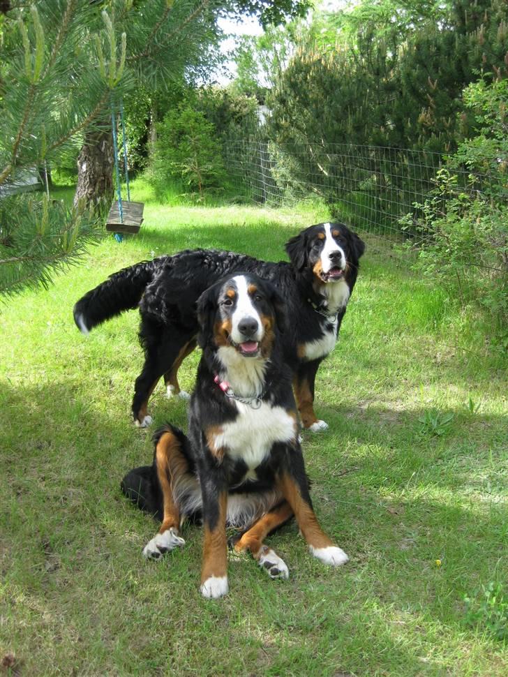 Berner sennenhund Senna billede 13