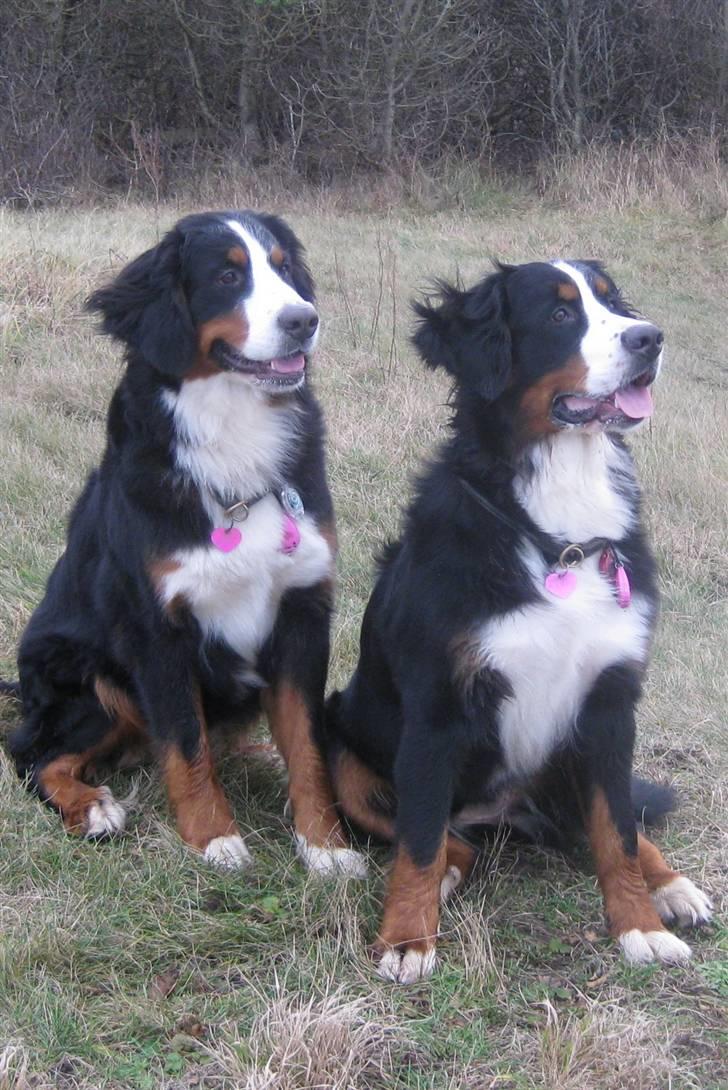 Berner sennenhund Senna billede 14