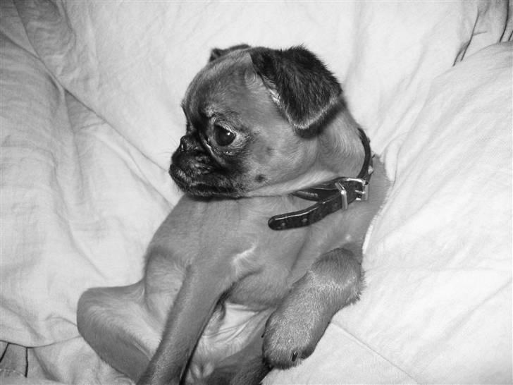 Griffon petit brabancon Frankie billede 7