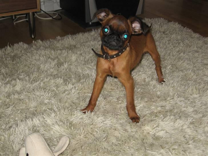 Griffon petit brabancon Frankie billede 8