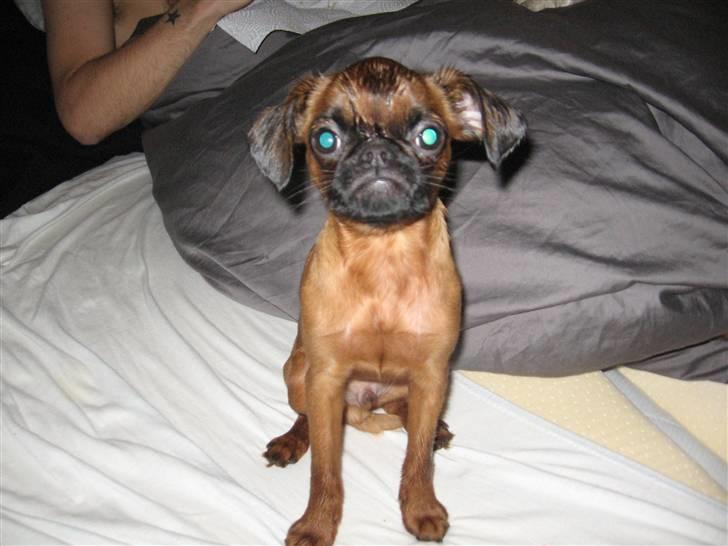 Griffon petit brabancon Frankie - Frankie efter en episode med et vådt bruseforhæng. Sååå sødt :) billede 10