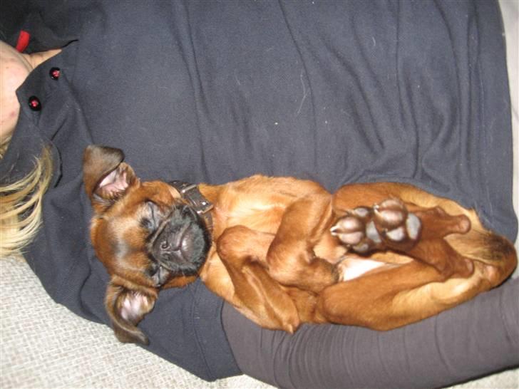 Griffon petit brabancon Frankie - Chill-master. Beviser han endnu engang :) billede 11