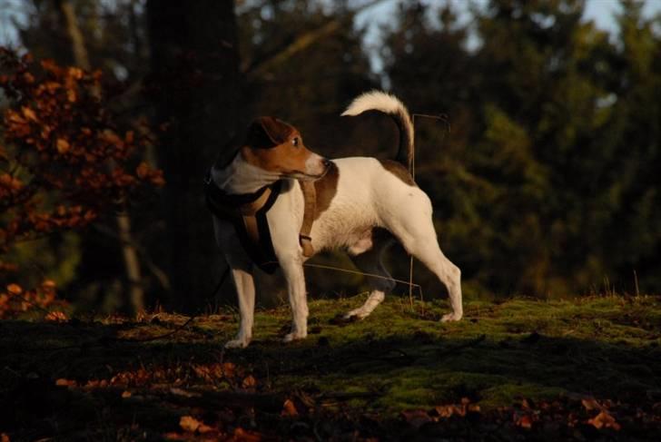 Dansk svensk gaardhund Jensenklanens Frey billede 15