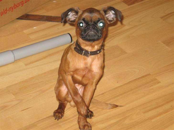 Griffon petit brabancon Frankie - Han er lidt gay... han tisser stadig i tøsestilling :D billede 12