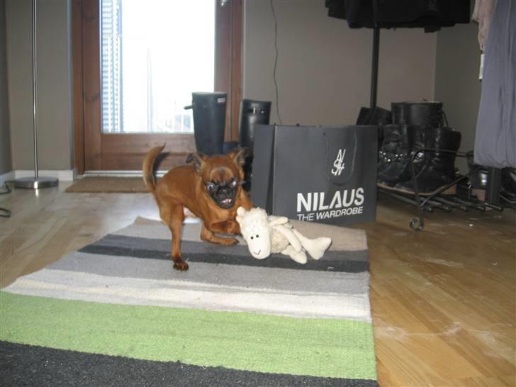 Griffon petit brabancon Frankie billede 13