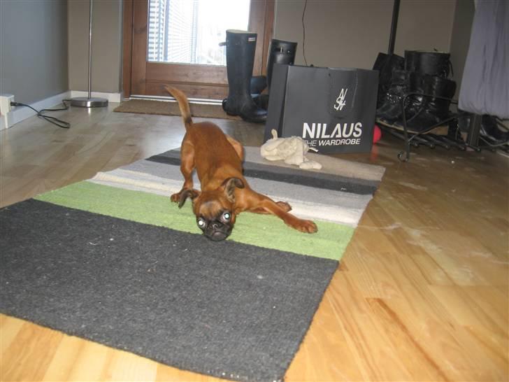 Griffon petit brabancon Frankie billede 14