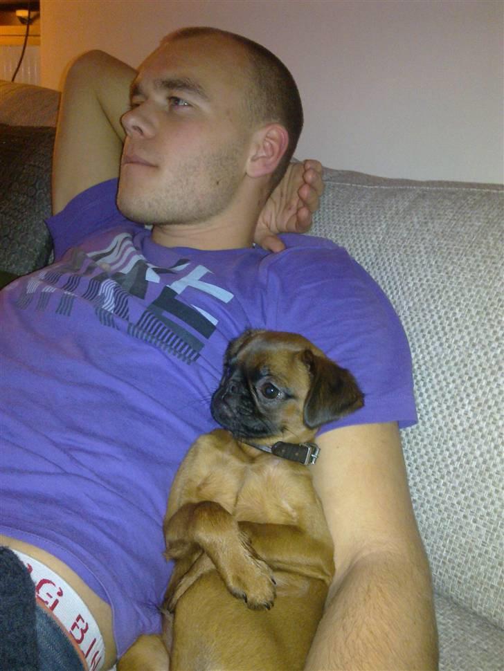 Griffon petit brabancon Frankie - Mine to mænd ser TV. Turbo nørder billede 15