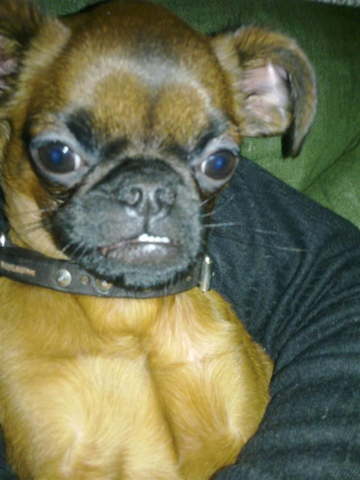 Griffon petit brabancon Frankie - Frankies underbid er virkelig begyndt at komme til udtryk billede 16