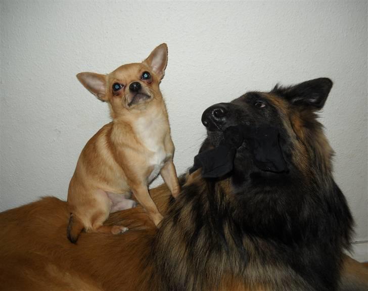 Chihuahua Hugo - Chigo giver mig lov til at sidde på ham.. hi hi.. Nu er jeg højere :) billede 8