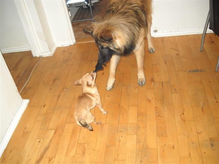 Chihuahua Hugo - jeg er godt nok lille, men stærk er jeg alligevel.. :) se bare her.. billede 9