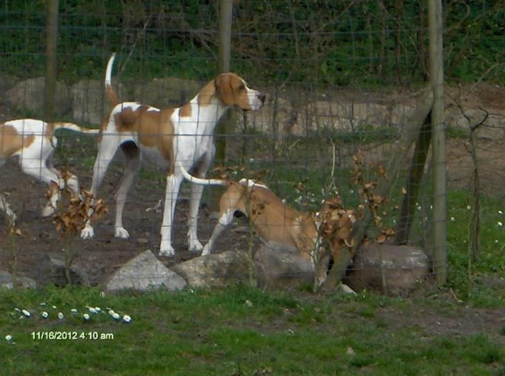 Pointer Donna gives bort billede 7