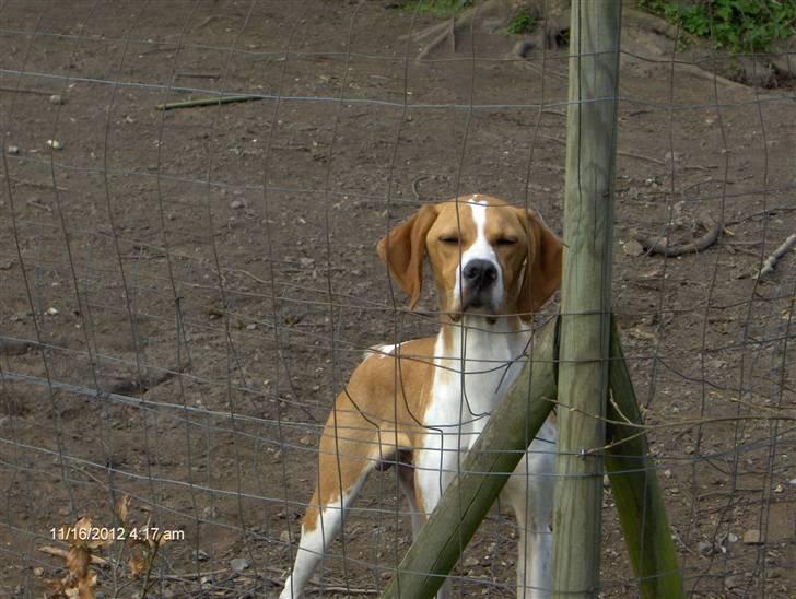 Pointer Donna gives bort billede 8