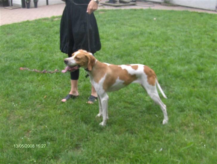 Pointer Donna gives bort billede 9