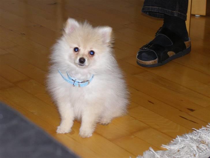Pomeranian Chico - Chico som hvalp. Så sød:) billede 7