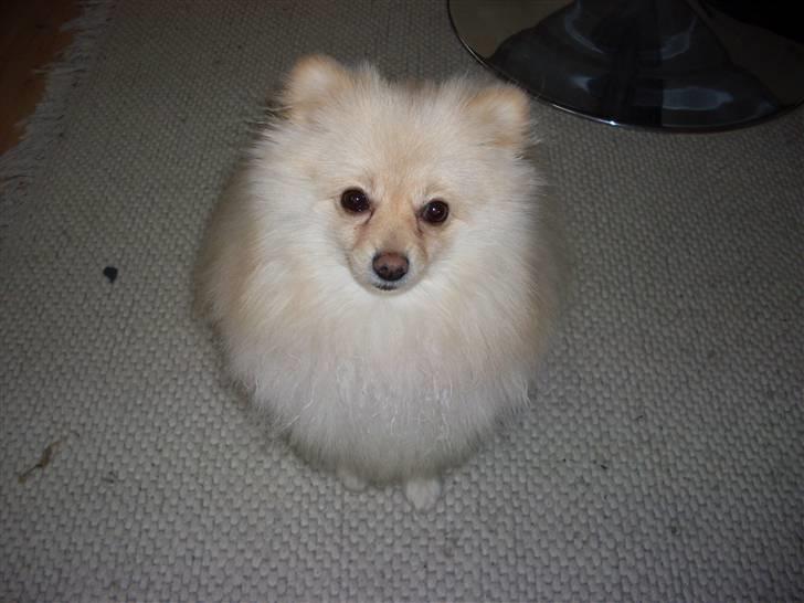 Pomeranian Chico billede 8