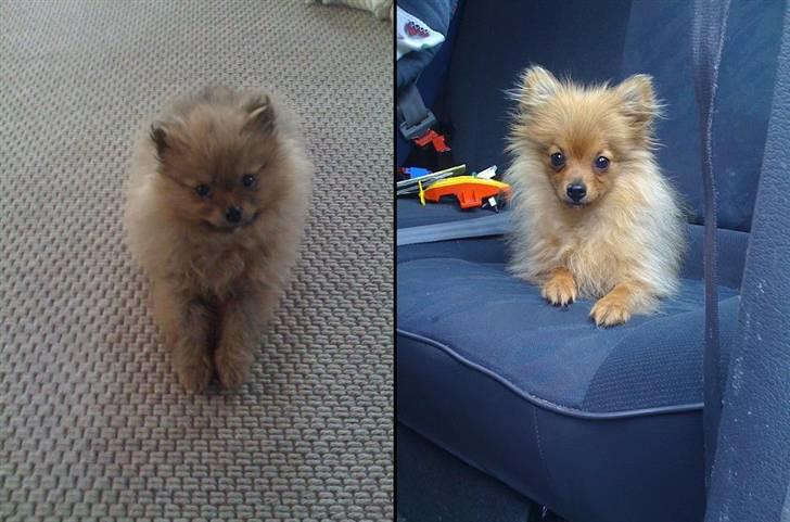 Pomeranian Tilde - Tilde med 3-4 måneders mellemrum billede 11
