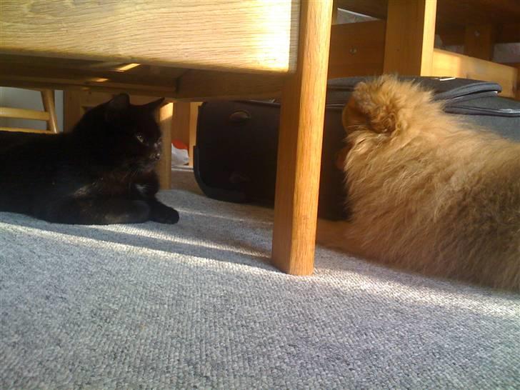 Pomeranian Tilde - Tilde og MISSEN! billede 12