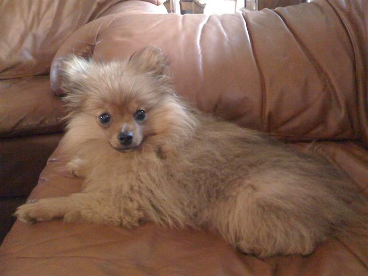 Pomeranian Tilde billede 13