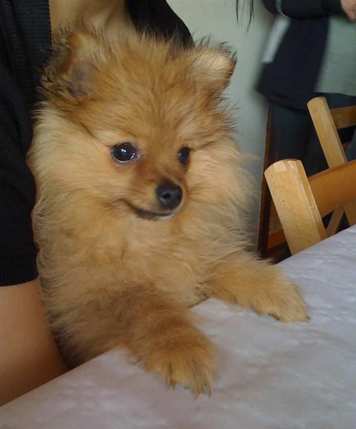 Pomeranian Tilde billede 14